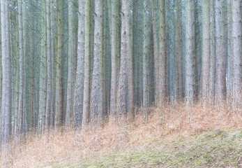 Semi-abtstract multiple exposure of pine forest tree trunks and fern in pastel shades of blue,...