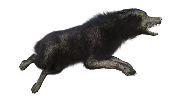 3D Rendering Black Wolf on White