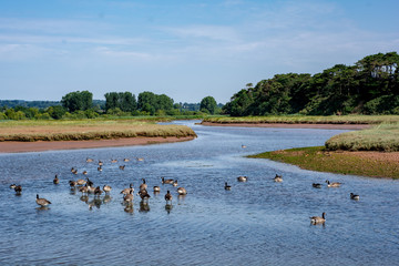 Canada geese feeding on River Otter Estuary wetlands and salt marshes, atBudeligh Salterton, Devon on a sunny day at the Jurassic coast 