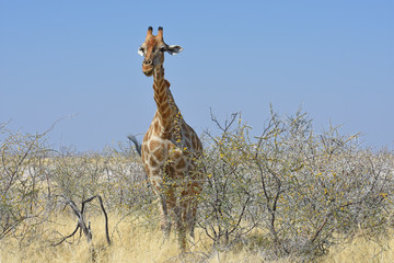 Giraffe (giraffa camelopardalis) im Etosha Nationalpark in Namibia