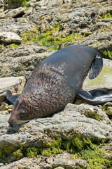 Obraz premium Duży lew morski zwany foką śpiącą na skale, życie morskie