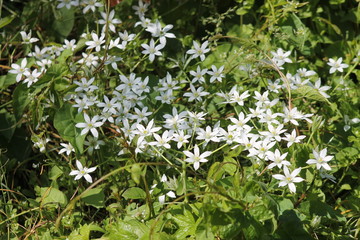 white flowers in the garden