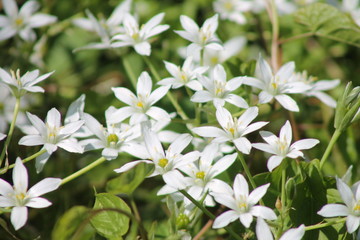 white flowers in the garden
