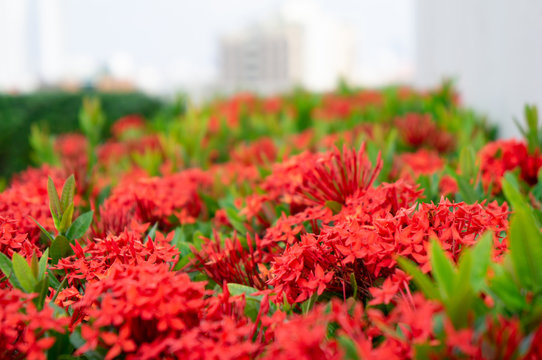 Ixora Chinensis flower blooming in garden and  cityscape in background. Red spike flower or  Rauvolfia Serpentine or West Indian Jusmine