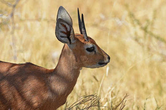 Steinb&ouml;cken (Raphicerus campestris) im Etosha Nationalpark in Namibia
