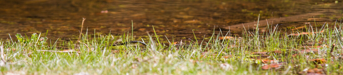 close-up grass and water