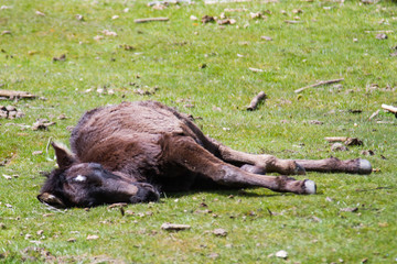 foal lying on the grass