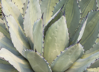 Close up of agave succulent plant.