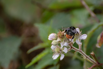 Steinhummel