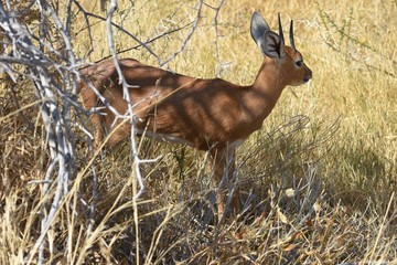 Steinböcken (Raphicerus campestris) im Etosha Nationalpark in Namibia