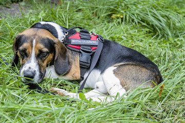 Beagle auf der Wiese