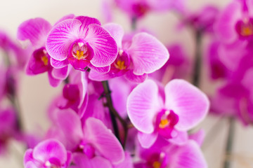 Naklejka na ściany i meble Tropical orchids of lilac color
