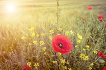 Fototapeta premium Red poppies flowers in field, toned image