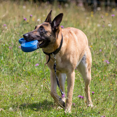 Hund trägt eigene Hundeleine