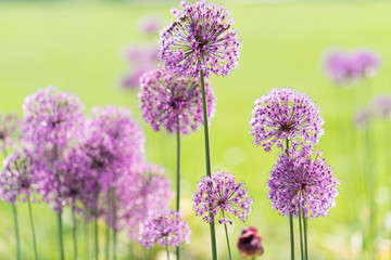 Fototapeta premium Close-up photo of purple allium blossom.