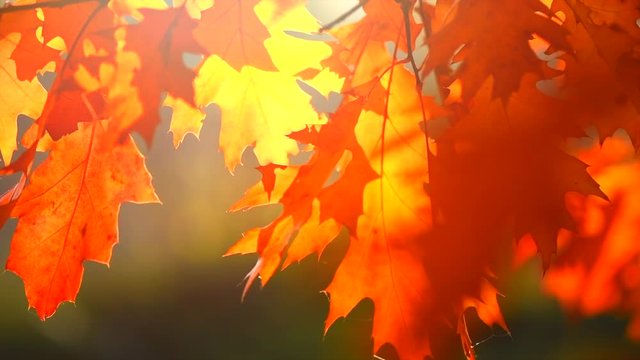 Autumn leaves swinging on oak tree in autumnal park. Fall. Slow motion. 3840X2160 4K UHD video footage
