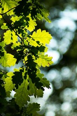 Green fresh beech leaves on a green background.