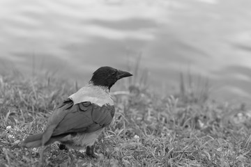 Crow on the shore of the lake - black and white