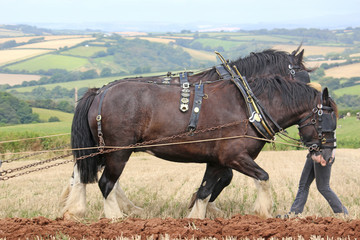 Shire horses in harness