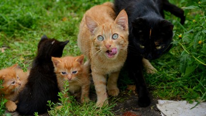 пятеро котов в траве облизываются