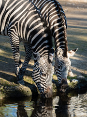 Fototapeta na wymiar zwei Zebras am Trinken am Wasser