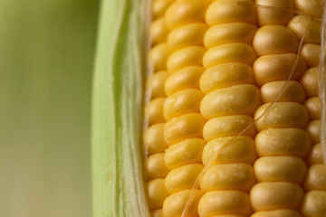 Close up shot Fresh ripe and peeled sweet corn with water drop high vitamin nature food select focus shallow depth of field