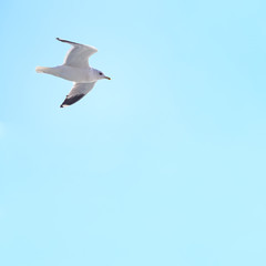 Mew Gull against blue sky.