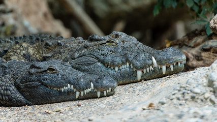 Nil Krokodil auf der lauer am warten und wärme tanken