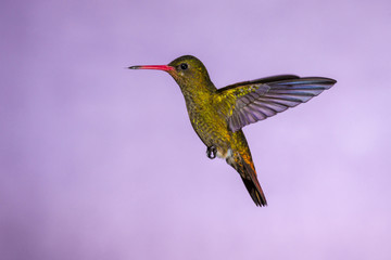 Hummingbird in Flight - Gilded Sapphire (Hylocharis chrysura) in Iguazu Falls, Brasil - Argentina...