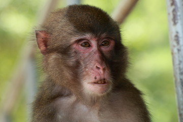高崎山自然動物園の餌付け場に集まる野性猿