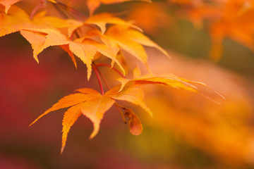 Naklejka na ściany i meble Golden autumn maple leaves.