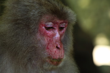 高崎山自然動物園の餌付け場に集まる野性猿