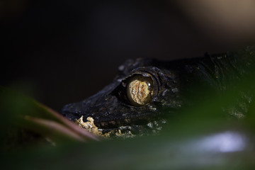 the head and eye of a black lizard