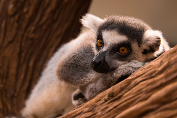 ring tailed lemur resting on a branch of tree