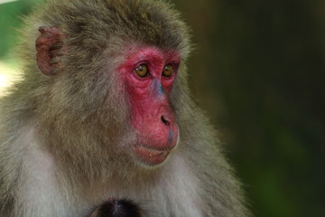 Obraz premium 高崎山自然動物園の餌付け場に集まる野性猿
