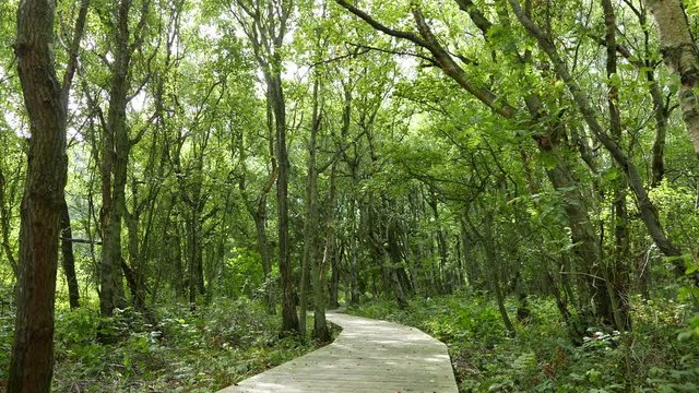 Sylt Erholung und Natur, Wald an der Vogelkoje am Wattenmeer Kampen Nordfriesland Sylt
