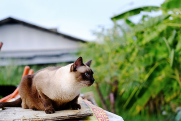 Siamese Cat Sitting on Stone gravel and sandy floor in construction area