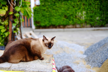 Siamese Cat Sitting on Stone gravel and sandy floor in construction area