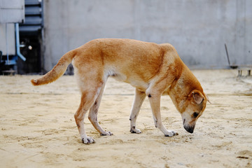 Dog walking on Stone gravel and sandy in construction area