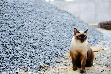 Siamese Cat sit on Stone gravel and sandy in construction area