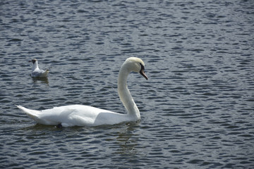 Swan swimming in the lake