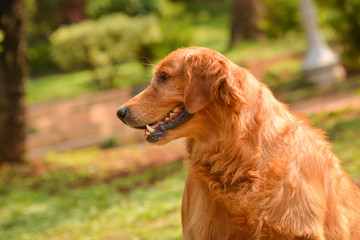 purebred golden retriever dog sitting in park