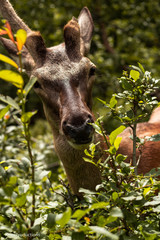 deer in grass © Mikoaj