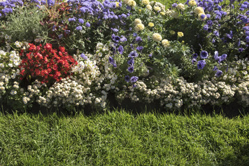 Obraz premium Flower beds, garden plants on the territory of the country.