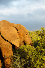 Elephant with his head in the bushes