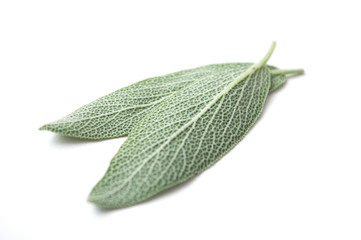closeup of salvia officinalis leaves on white background