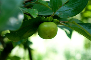 Green, unripened apricot on plant