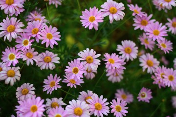 Background texture of colorful Daisy flowers in summer garden