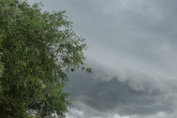 Obraz na płótnie Canvas Willow leafs and stormy sky