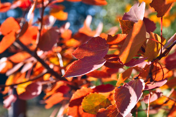 Colorful autumn